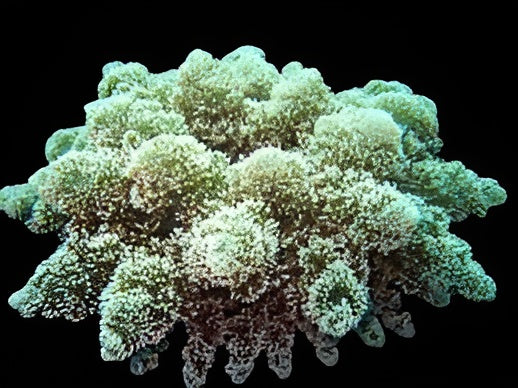 Hell Fire Anemone