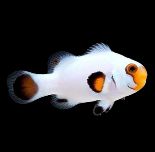 Ice Storm Ocellaris Clownfish