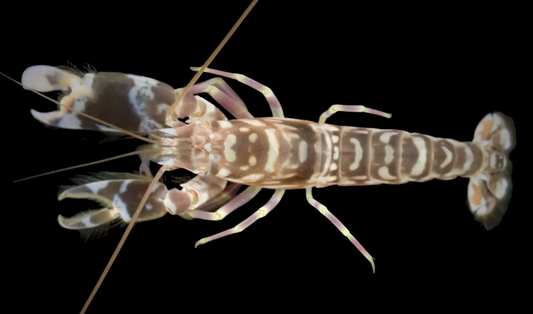 Tiger Pistol Shrimp