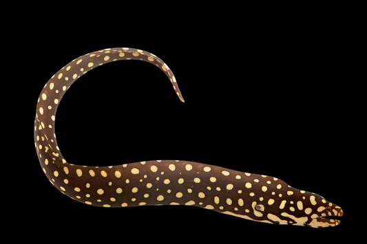 Yellow Spotted Moray Eel