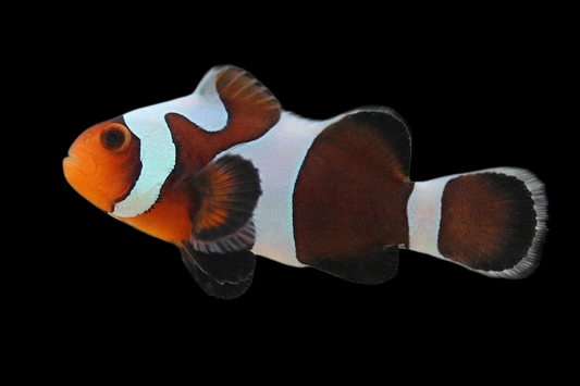Wide Bar Black Gladiator Ocellaris Clownfish