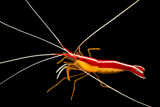 Scarlet Striped Cleaner Shrimp