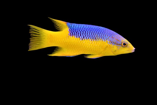 Spanish Hogfish