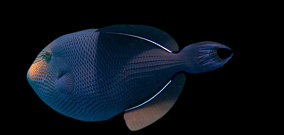Black Durgeon Triggerfish
