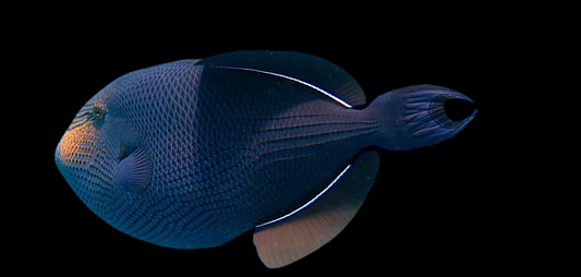 Black Durgeon Triggerfish