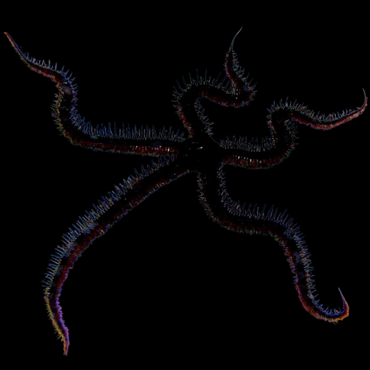 Fancy Brittle Sea Star