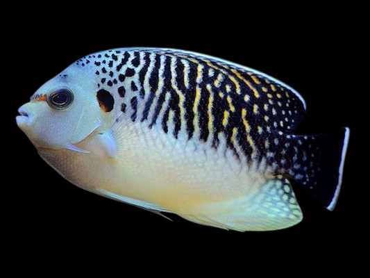 Tiger Angelfish