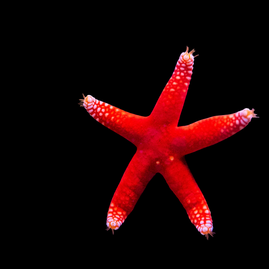 Red Fromia Sea Star