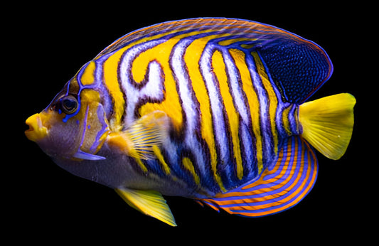 Regal Angelfish Ultra