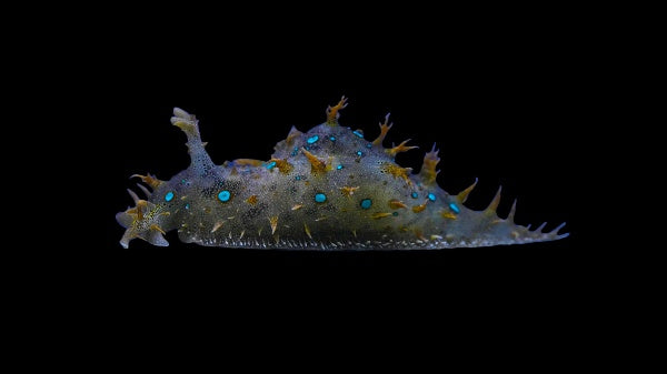 Blue Spotted Sea Hare
