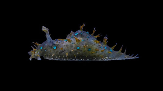 Blue Spotted Sea Hare