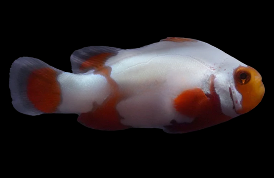 Tangerine Snowflake Ocellaris Clownfish