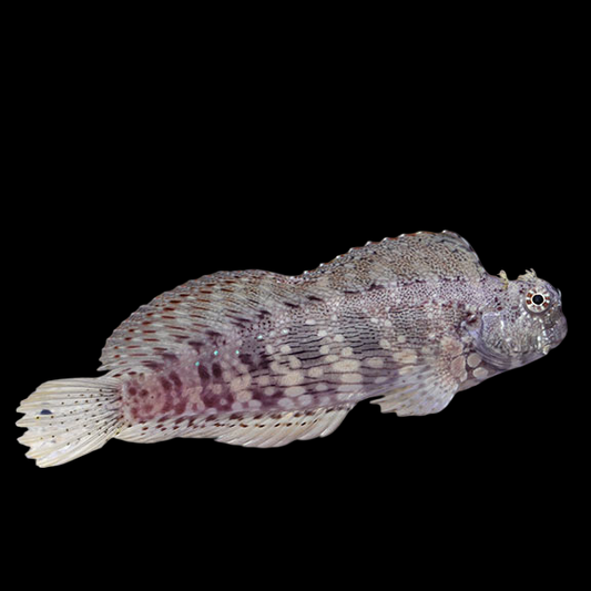 Seram Sailfin Blenny