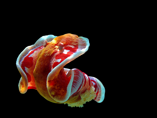 Spanish Dancer