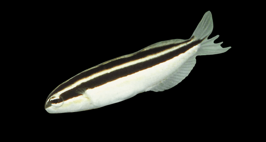 One Striped Fang Blenny
