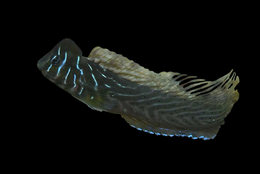 Oyster Blenny