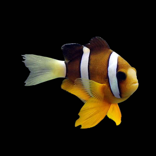 Clarkii Clownfish