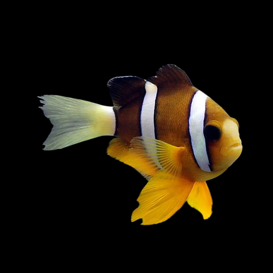 Clarkii Clownfish