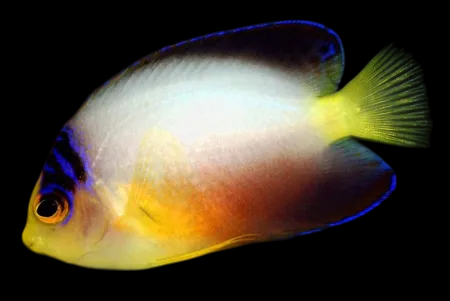 Multicolor Angelfish