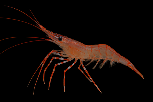 Penaeidean Shrimp