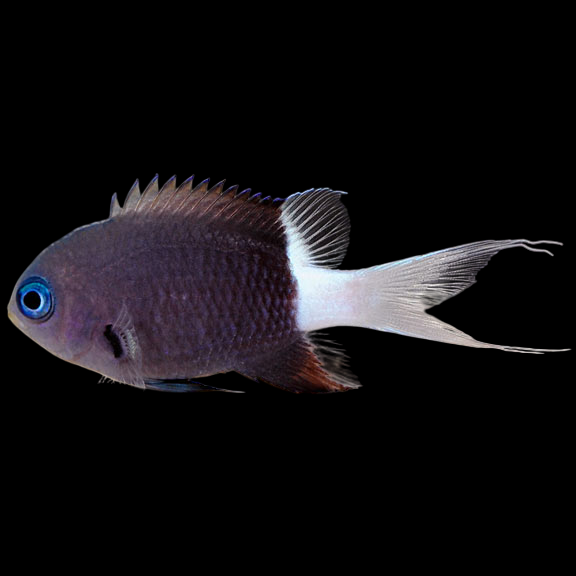 Black/White Chromis