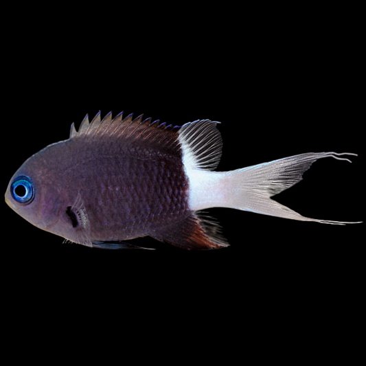Black/White Chromis