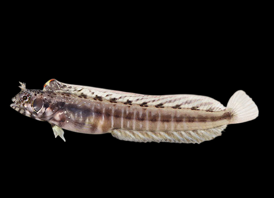 Browncheek Barnacle Blenny