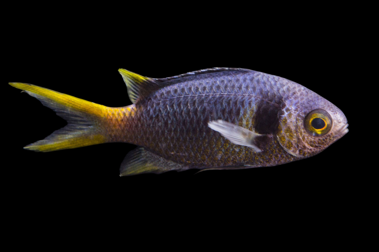 Double Bar Chromis