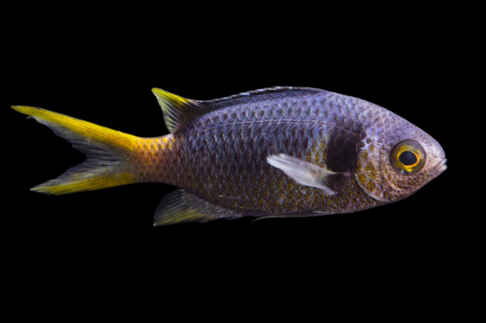 Double Bar Chromis
