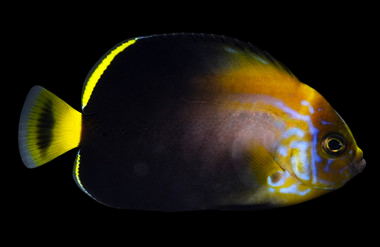 Blue Maze Angelfish, Bali Aquarich