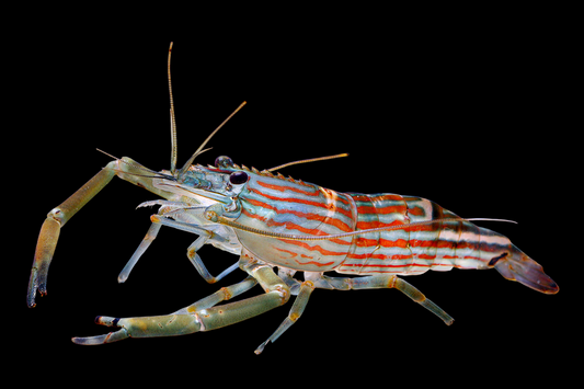 Ruby Long Arm Shrimp