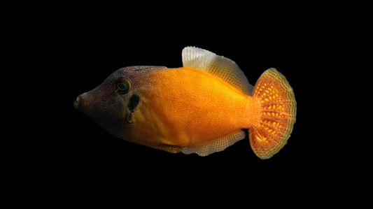 Orange Body Filefish
