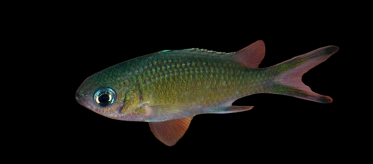 Weber's Chromis