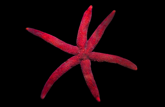 Burgundy Sea Star