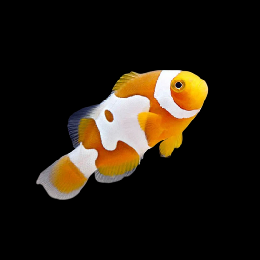 DaVinci Ocellaris Clownfish, Tangerine