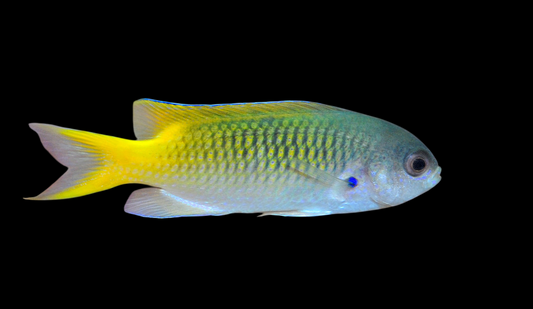 Guam Damselfish