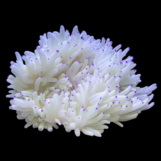 White w/Blue-Tip Sebae Anemone