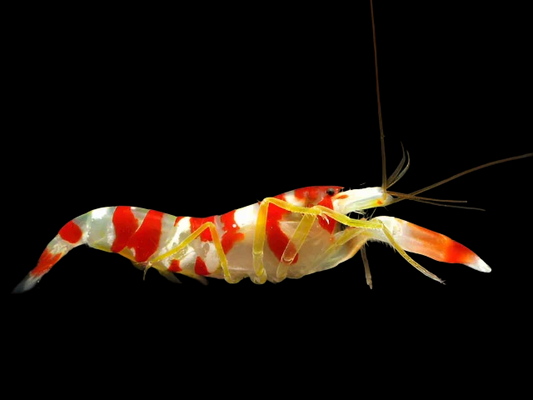 Red Banded Pistol Shrimp