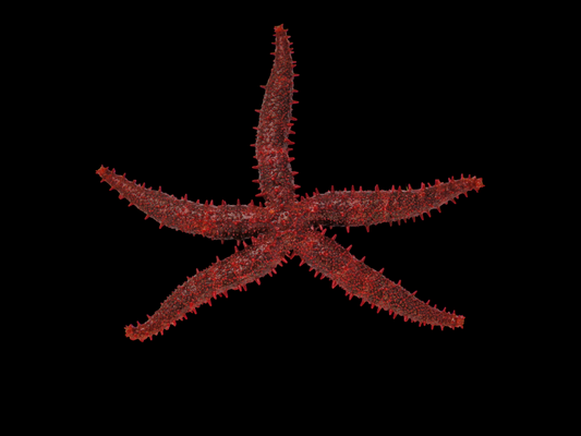 Bradley's Sea Star