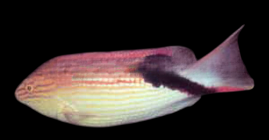 Black Banned Hogfish