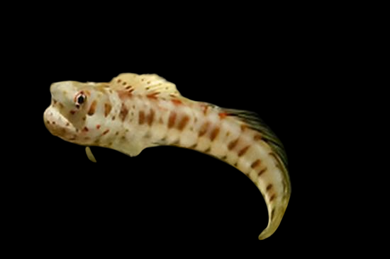 Delicate Blenny