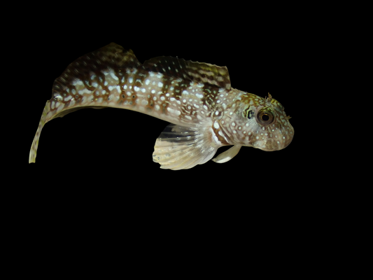 Spotted Rockskipper Oyster Blenny