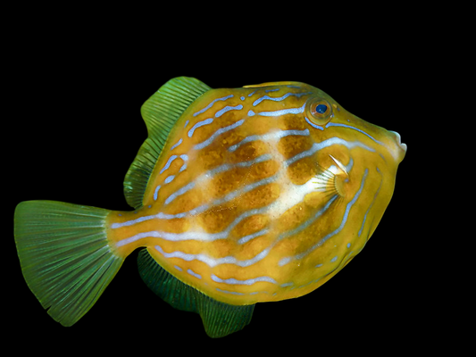 Mosaic Leatherjacket Filefish