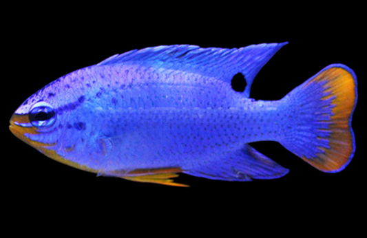 Blue Devil Damselfish, Male