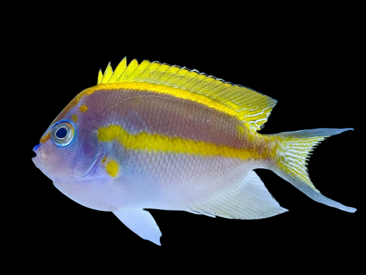 Bellus Angelfish, Male