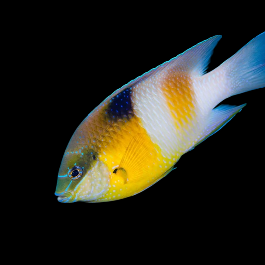 Honey Head Damselfish