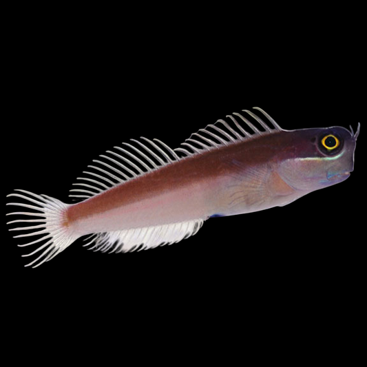 Yellow Eye Combtooth Blenny