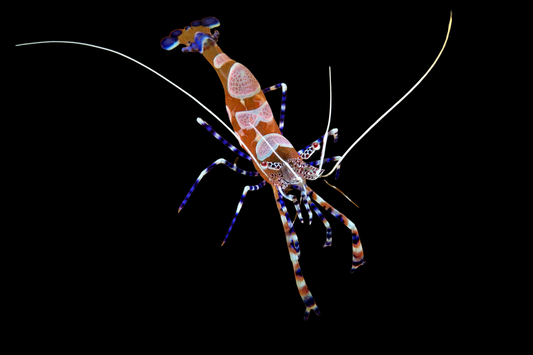 Spotted Cleaner Shrimp
