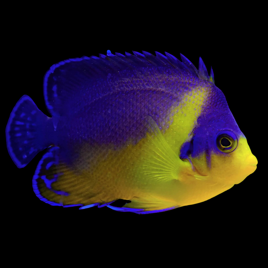 Purple Masked Angelfish