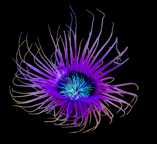 White Tube Anemone